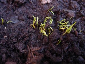 cultivo de zanahoria - pasos para el cultivo de zanahoria