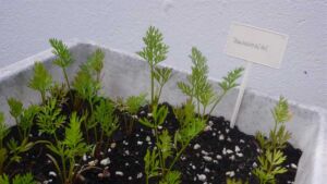 cultivo de zanahoria - pasos para el cultivo de zanahoria