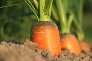 cultivo de zanahoria - pasos para el cultivo de zanahoria