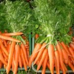 cultivo de zanahoria - pasos para el cultivo de zanahoria