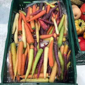 cultivo de zanahoria - pasos para el cultivo de zanahoria