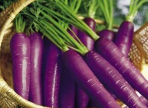cultivo de zanahoria - características del cultivo de zanahoria