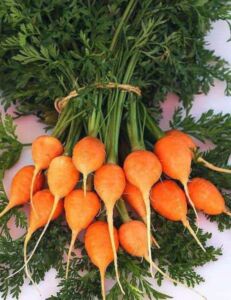 cultivo de zanahoria - características del cultivo de zanahoria