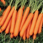 cultivo de zanahoria - características del cultivo de zanahoria