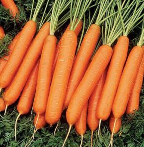 cultivo de zanahoria - características del cultivo de zanahoria