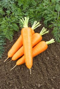 cultivo de zanahoria - características del cultivo de zanahoria