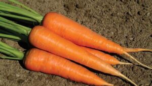 cultivo de zanahoria - características del cultivo de zanahoria