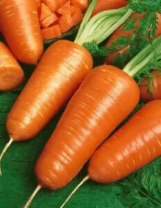 cultivo de zanahoria - características del cultivo de zanahoria