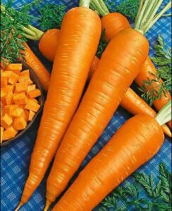 cultivo de zanahoria - características del cultivo de zanahoria
