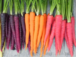 cultivo de zanahoria - importancia del cultivo de zanahoria