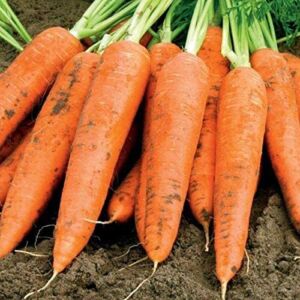 cultivo de zanahoria - características del cultivo de zanahoria