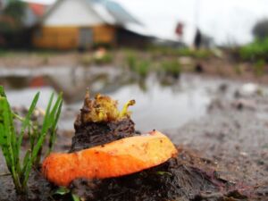 cultivo de zanahoria - características del cultivo de zanahoria