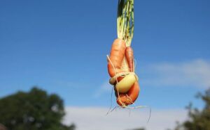 cultivo de zanahoria - características del cultivo de zanahoria