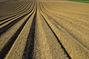cultivo de zanahoria - pasos para el cultivo de zanahoria