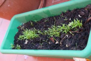 cultivo de zanahoria - pasos para el cultivo de zanahoria