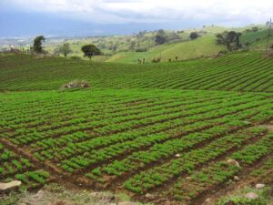 cultivo de zanahoria - pasos para el cultivo de zanahoria