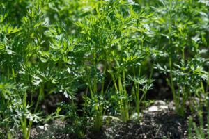 cultivo de zanahoria - pasos para el cultivo de zanahoria