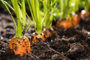 cultivo de zanahoria - pasos para el cultivo de zanahoria