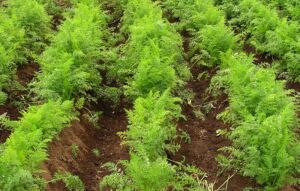 cultivo de zanahoria - pasos para el cultivo de zanahoria