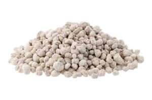 cultivo de zanahoria - pasos para el cultivo de zanahoria