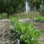 cultivo de zanahoria - pasos para el cultivo de zanahoria