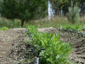cultivo de zanahoria - pasos para el cultivo de zanahoria