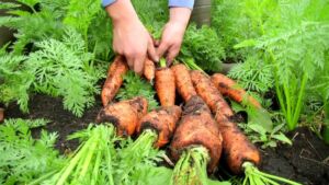 cultivo de zanahoria - pasos para el cultivo de zanahoria