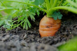 cultivo de zanahoria - pasos para el cultivo de zanahoria