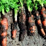 cultivo de zanahoria - plagas y enfermedades del cultivo de zanahoria