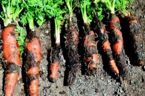 cultivo de zanahoria - plagas y enfermedades del cultivo de zanahoria