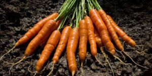 cultivo de zanahoria - importancia del cultivo de zanahoria