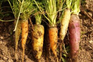cultivo de zanahoria - importancia del cultivo de zanahoria