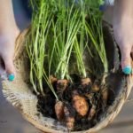 cultivo de zanahoria - importancia del cultivo de zanahoria