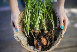 cultivo de zanahoria - importancia del cultivo de zanahoria