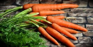 cultivo de zanahoria - importancia del cultivo de zanahoria