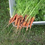cultivo de zanahoria - manejo agronomico del cultivo de zanahoria