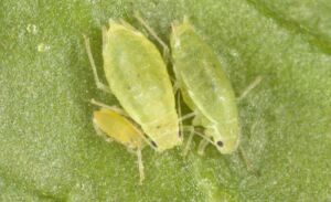 cultivo de zanahoria - plagas y enfermedades del cultivo de zanahoria