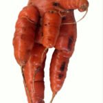 cultivo de zanahoria - plagas y enfermedades del cultivo de zanahoria