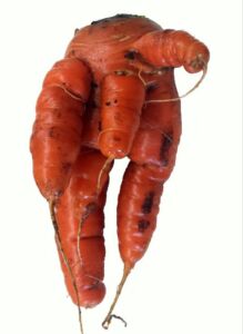 cultivo de zanahoria - plagas y enfermedades del cultivo de zanahoria