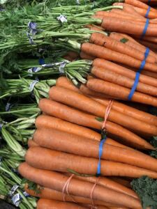 cultivo de zanahoria - importancia del cultivo de zanahoria