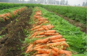 cultivo de zanahoria - manejo agronomico del cultivo de zanahoria