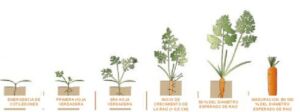 cultivo de zanahoria - manejo agronomico del cultivo de zanahoria
