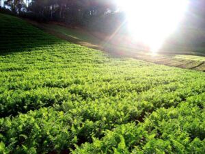 cultivo de zanahoria - importancia del cultivo de zanahoria