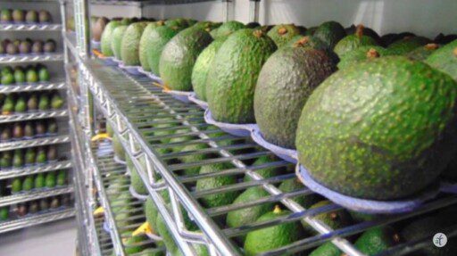 CERTIDUMBRE PARA LA COSECHA DE AGUACATE