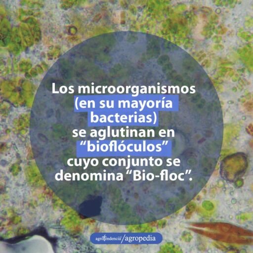vista de microorganismos usados en bio-floc