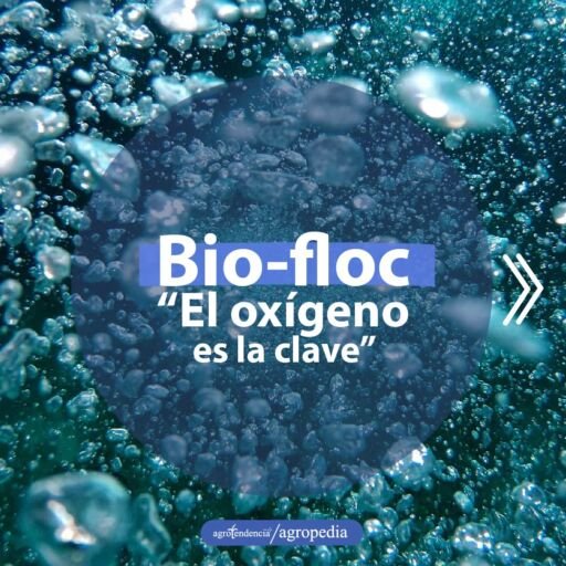 burbujas de oxígeno en el agua