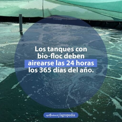 tanques con bio floc con burbujas