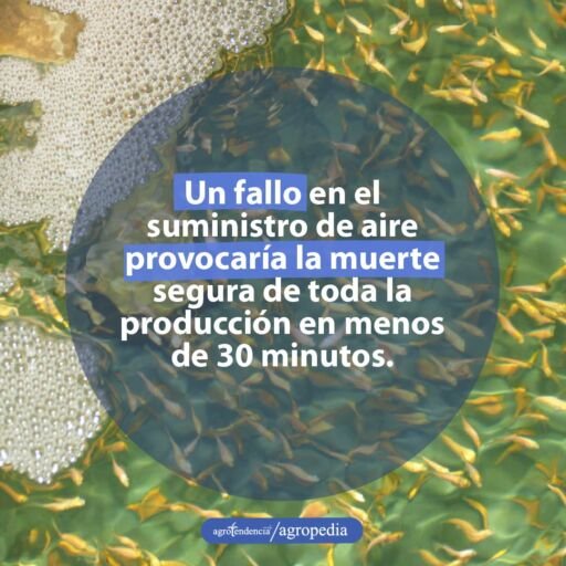 peces flotando en tanque con tecnología biofloc
