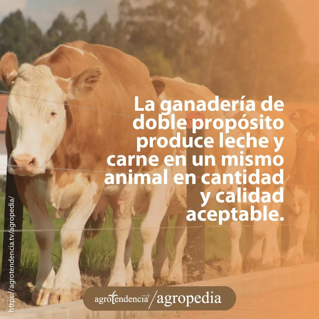vacas doble proposito
