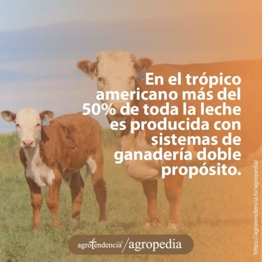 una vaca doble propósito con su ternero